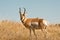 Male Pronghorn