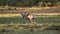 Male pronghorn antelope sniffing the ground and grazing