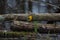 Male Prothonotary Warbler foraging in a dark swamp.