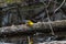 Male Prothonotary Warbler foraging in a dark swamp.