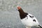 Male ptarmigan