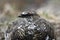 A male Ptarmigan Lagopus mutus in the Cairngorm mountains.