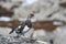 A male Ptarmigan Lagopus mutus in the Cairngorm mountains.