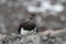 A male Ptarmigan Lagopus mutus in the Cairngorm mountains.