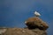 Male ptarmigan on ridge standing on boulder