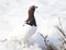 Male Ptarmigan in Winter