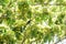 A Male Pueple Sunbird  on the branch of a tree.