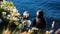 Male Puffin standing next to flower bushes in front of female puffin, as if he buys flowers for her. Idea for wedding proposal