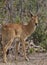 Male Puku Antelope (Kobus vardonii) - Botswana