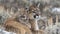 Male puma and cub portrait with empty space on the left for text, object on the right side