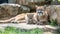 Male puma and cub portrait with space for text, object on the side, ideal for adding descriptions