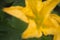 Male pumpkin flower