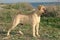 Male puppy bullmastiff  color red dog pure breed near to the sea