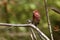 Male Purple finch