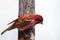 Male Purple finch on tree