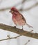 Male Purple Finch in Winter