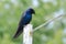 Male Purple Martin Standing, British Columbia, Canada