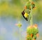 Male Purple Rumped sunbird.