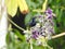 A male Purple Sunbird is feeding on nectar.