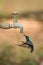 Male purple sunbird hovers under outdoor tap
