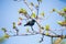 A male purple sunbird sitting on stem of an apricot tree