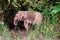 Male Pygmy Elephant in the rainforest