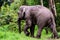 Male pygmy Elephant in the rainforest