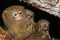 A male Pygmy Marmoset with babies, the best picture.