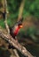 Male Pyrrhuloxia