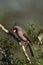 Male Pyrrhuloxia on branch