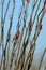 Male Pyrrhuloxia perches in a flowering Ocotillo in spring at Organ Pipe Cactus National Monument in southern Arizona