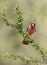 Male Pyrrhuloxia in Southern Texas, USA