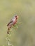 Male Pyrrhuloxia in Southern Texas, USA