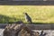 Male quail perched on a fence behind rocks in a yard