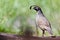 Male quail in woods