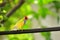 Male Rainbow Finch bird, Florida