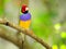 Male Rainbow Finch bird perched on branch, Florida