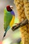 Male Rainbow Finch bird perched on branch, Florida