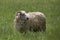 A Male ram sheep grazing in a green grass field in Canada