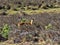Male rare Bohor reedbuck, Redunca redunca honor, Bale mountains, Ethiopia