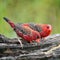 Male Red Avadavat