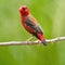 Male Red Avadavat