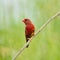 Male Red Avadavat