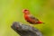 Male Red Avadavat(Amandava amandava)