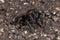 Male Red-backed Jumping Spider