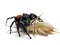 Male red-backed jumping spider feeding on a cricket