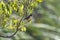 Male Red-backed Shrike Lanius collurio with yellow Broom background. Typical shrikes