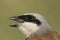 Male Red backed shrike portrait in the morning light with out of focus background.