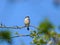 A male Red Backed Shrike sitting on a bush