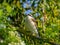 A male Red Backed Shrike sitting on a bush